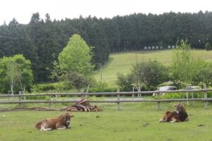 ティアガルデン